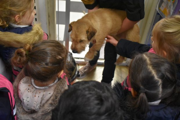 Nursery Pet Shop