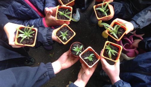 Forest School Plants