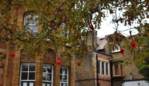 Poppies Outside Falcons 22